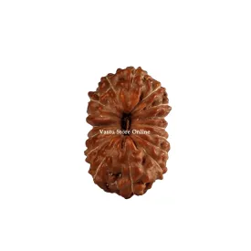 Natural 16 Face Java Rudraksha