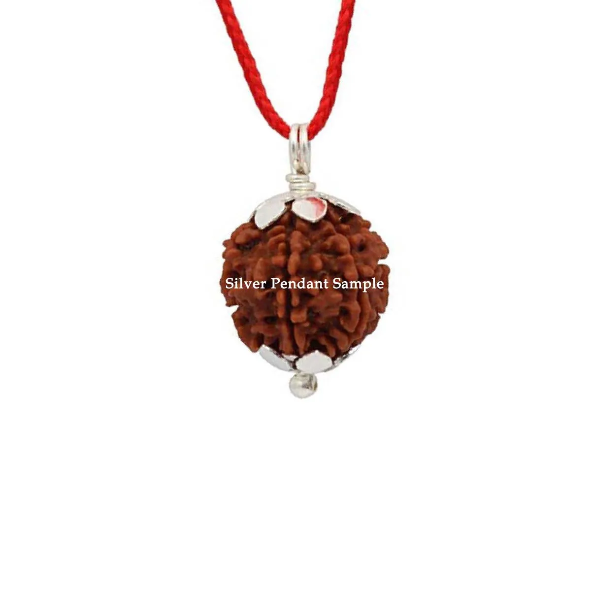 Natural 16 Face Java Rudraksha